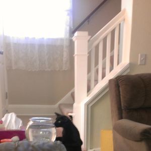 Meet your Posher, Bailey